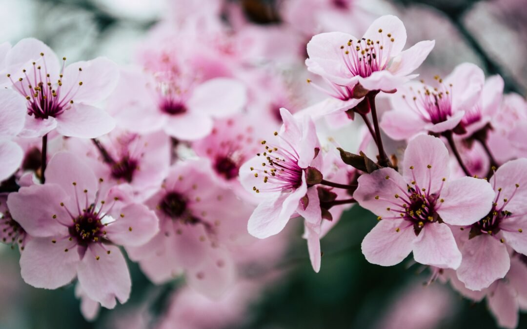 Petite pensée : Une belle âme éprouvée est comme une fleur écrasée